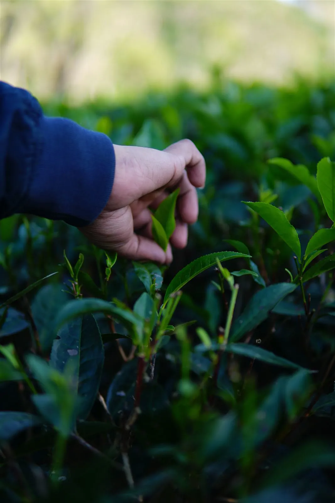 Renkant yerba mate lapus plantacijoje
